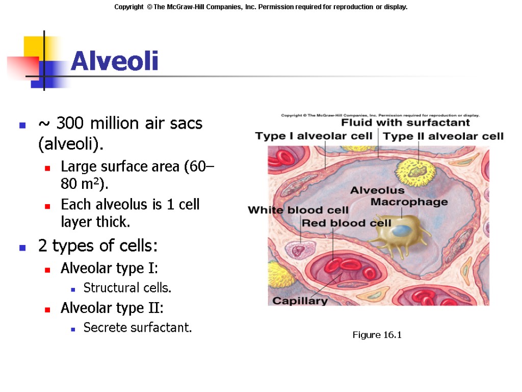 Alveoli ~ 300 million air sacs (alveoli). Large surface area (60–80 m2). Each alveolus